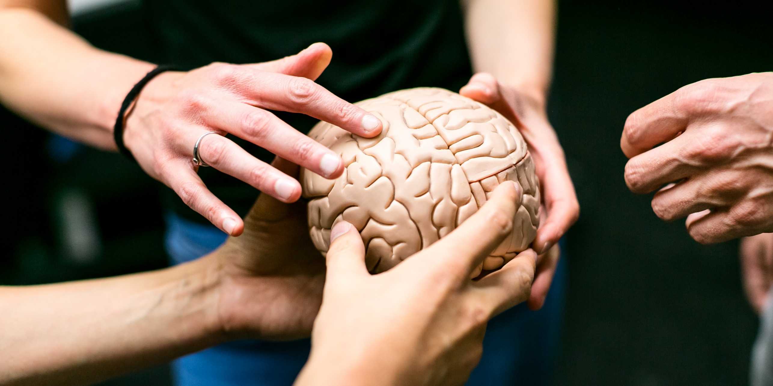D-GESS Brain